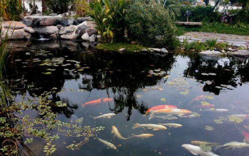 pond